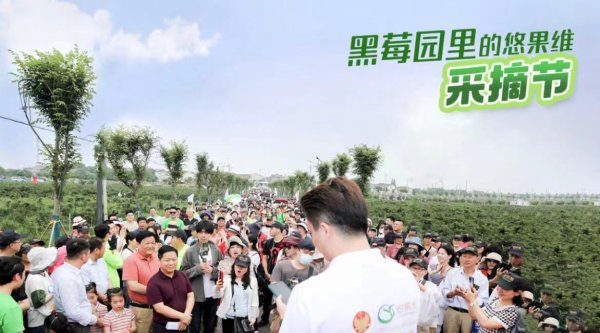 中鼎策略 悠果维第十届中国黑莓采摘文化节：见证中国黑莓产业十载璀璨