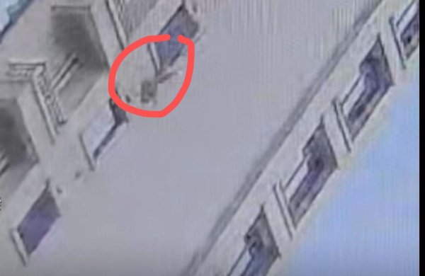 好牛配资 杭州3岁男童从18楼坠下，经树木缓冲后大难不死，父亲给“救命树”系上大红花