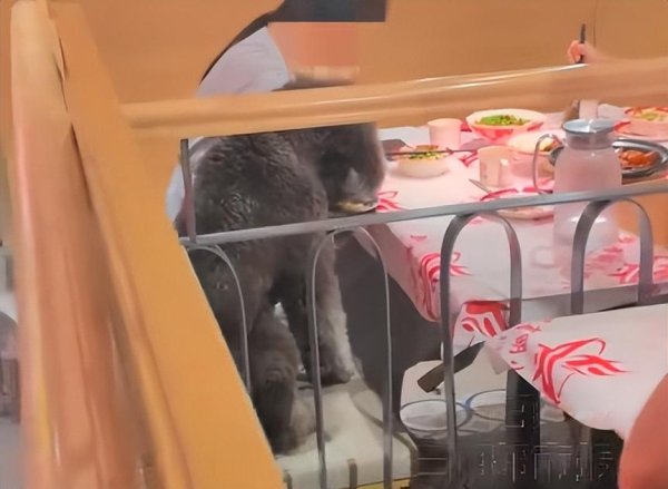 汇操盘 江西南昌某网红餐厅“人狗同桌用餐”？餐厅老板回应：印有餐厅字样的桌布被人冒用